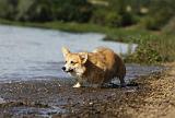 CORGI PEMBROKE 761